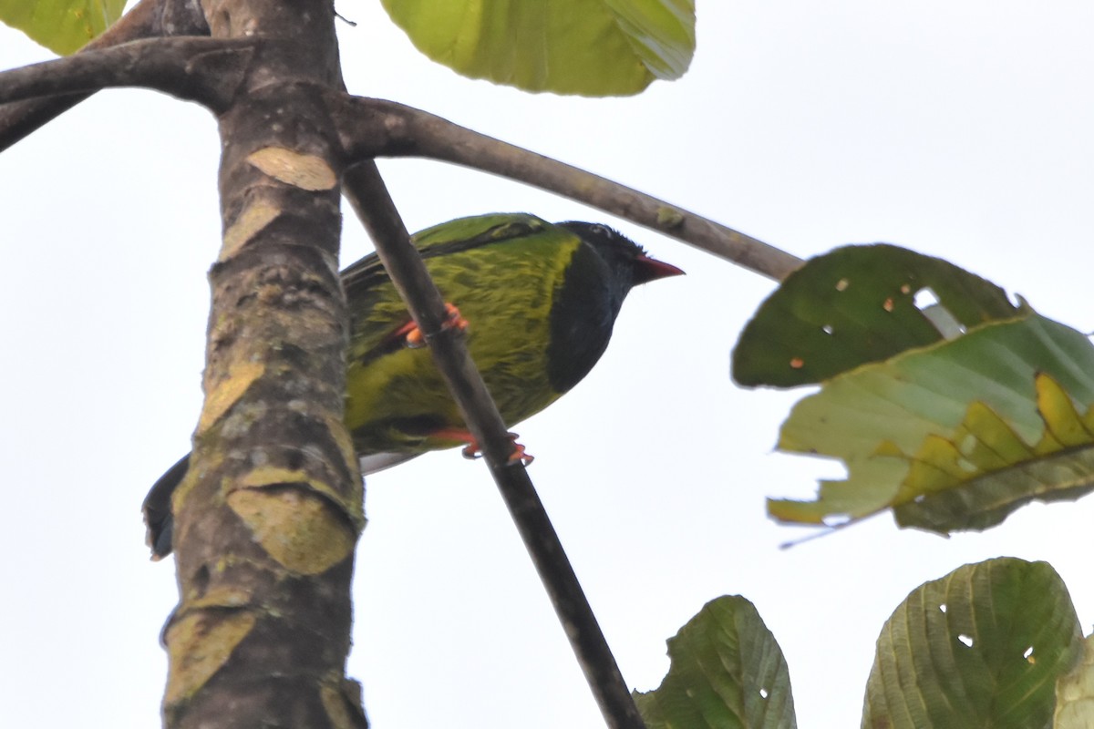 Green-and-black Fruiteater (Green-and-black) - ML621037715