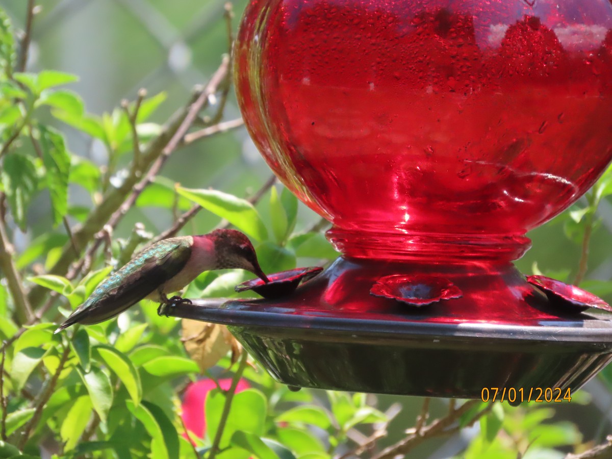 Ruby-throated Hummingbird - ML621037720