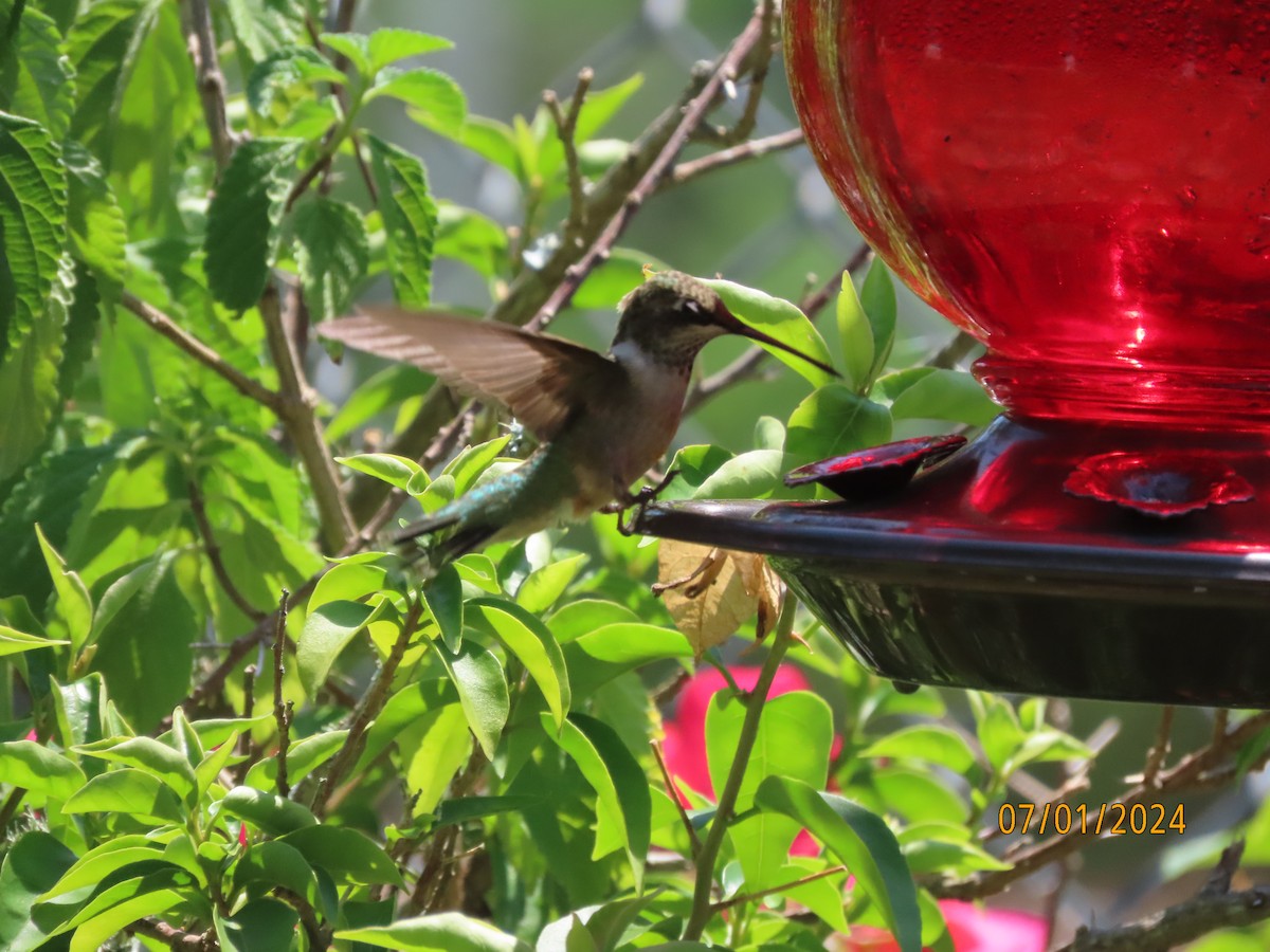 Ruby-throated Hummingbird - ML621037721