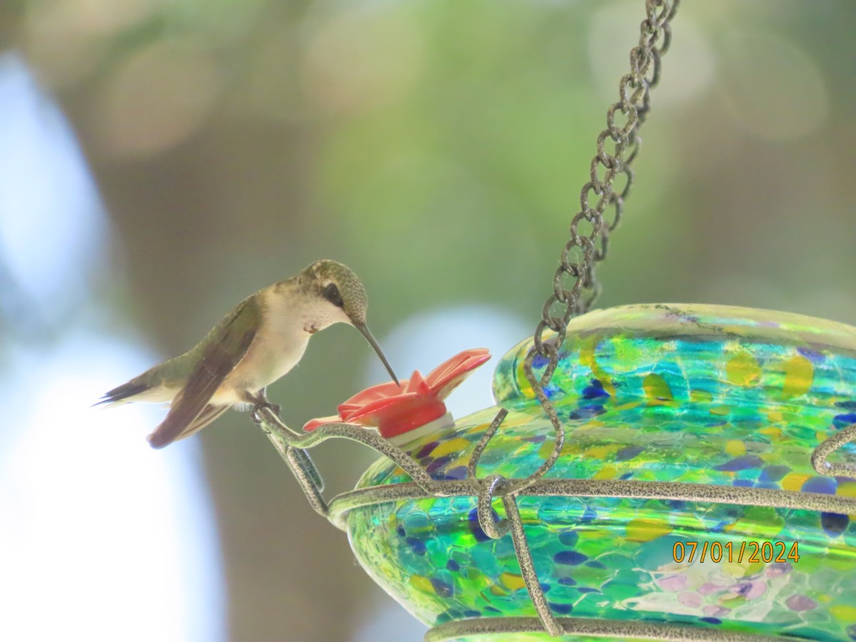 Ruby-throated Hummingbird - ML621037722