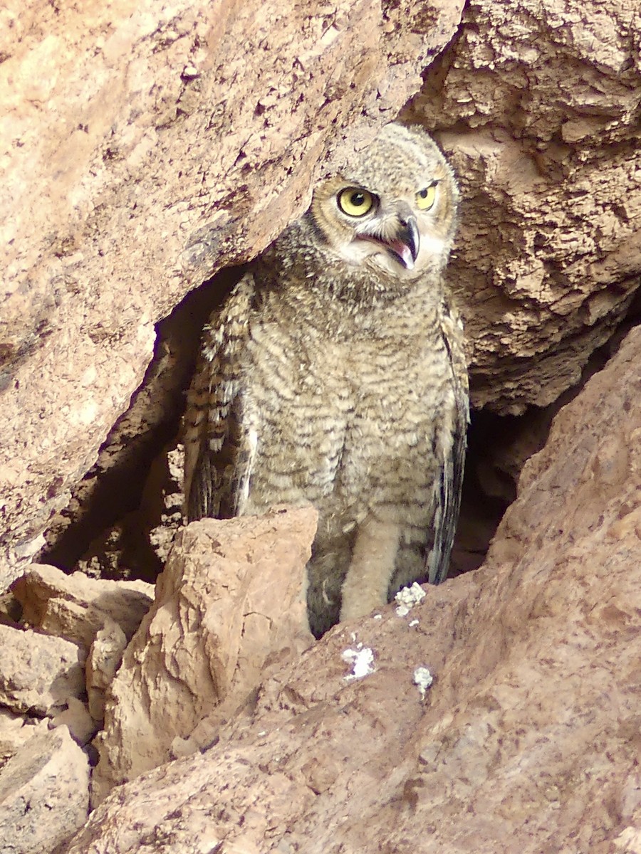 Great Horned Owl - ML621037753