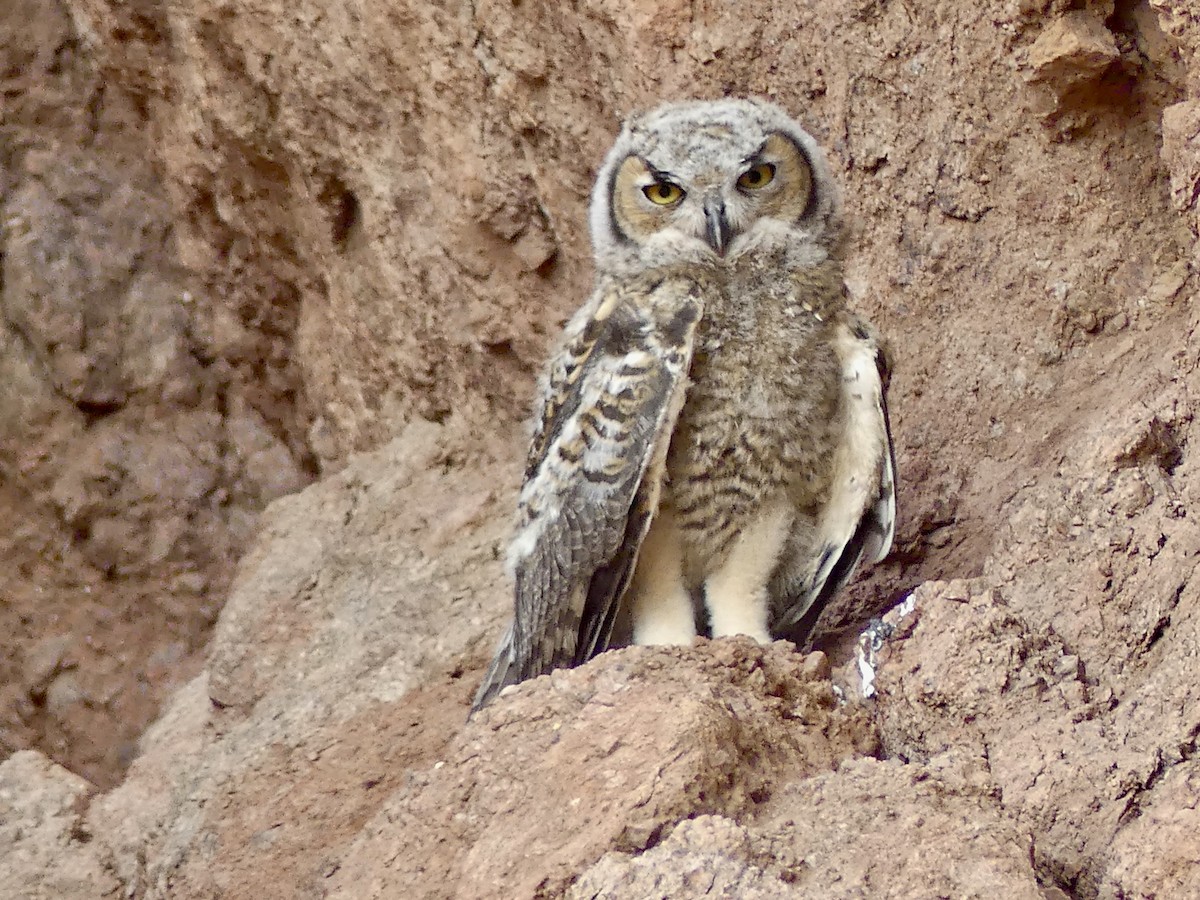 Great Horned Owl - ML621037754