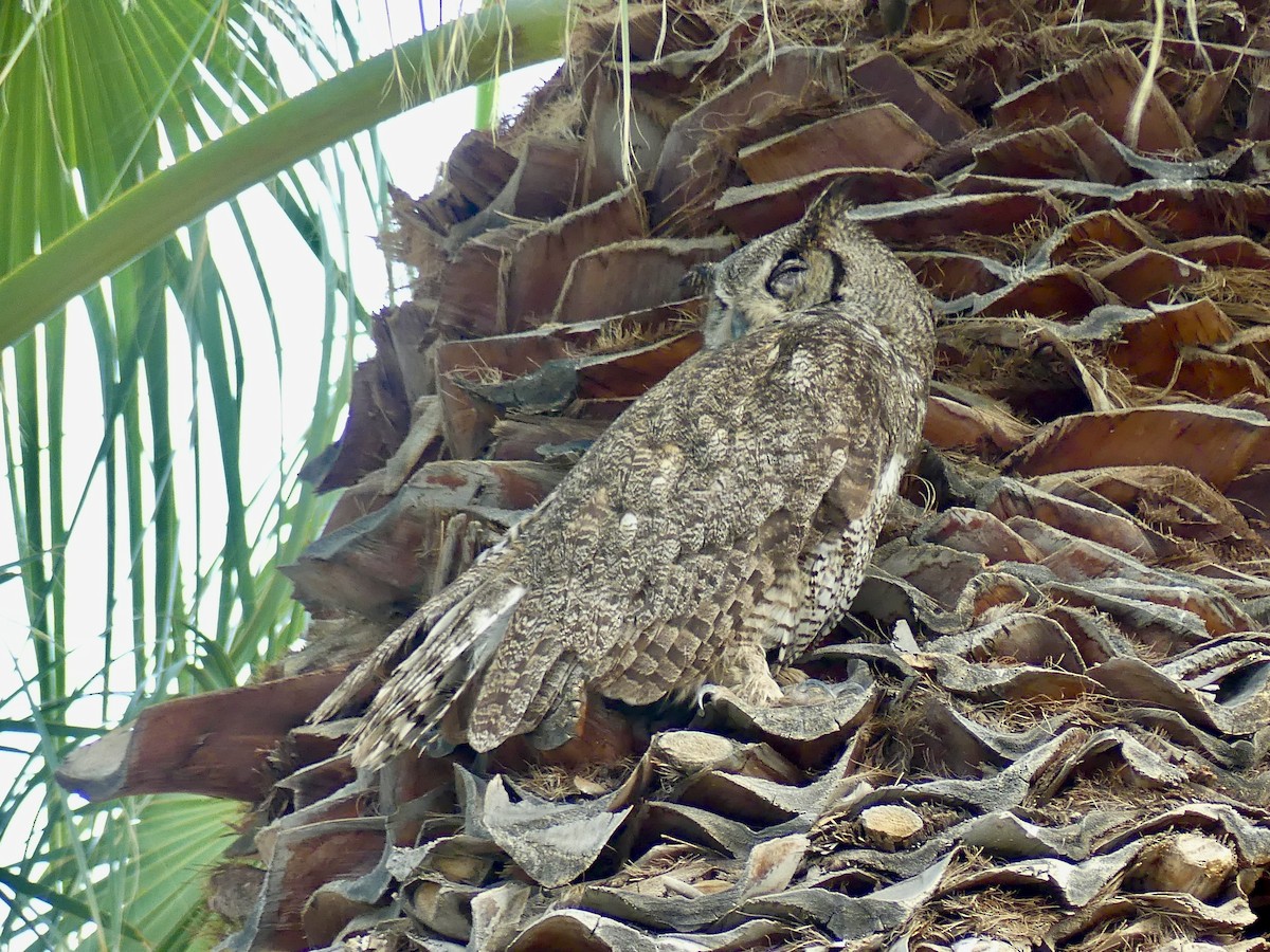 Great Horned Owl - ML621037755