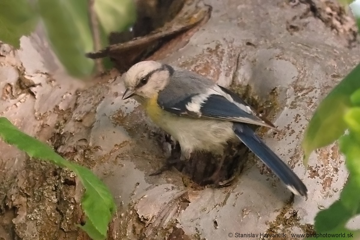 Azure Tit (Yellow-breasted) - ML621037779