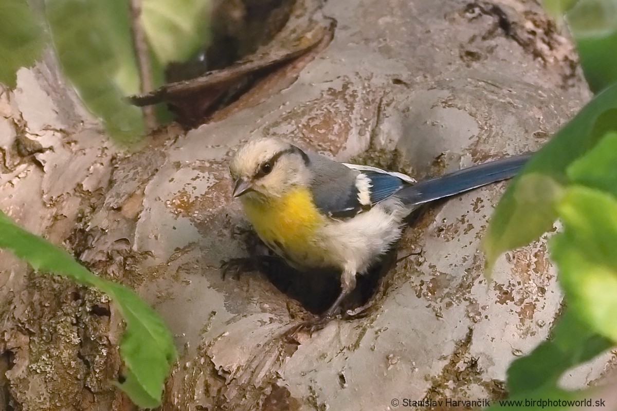 Azure Tit (Yellow-breasted) - ML621037780