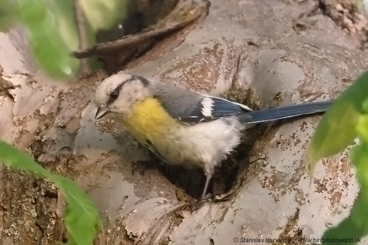 Azure Tit (Yellow-breasted) - ML621037781
