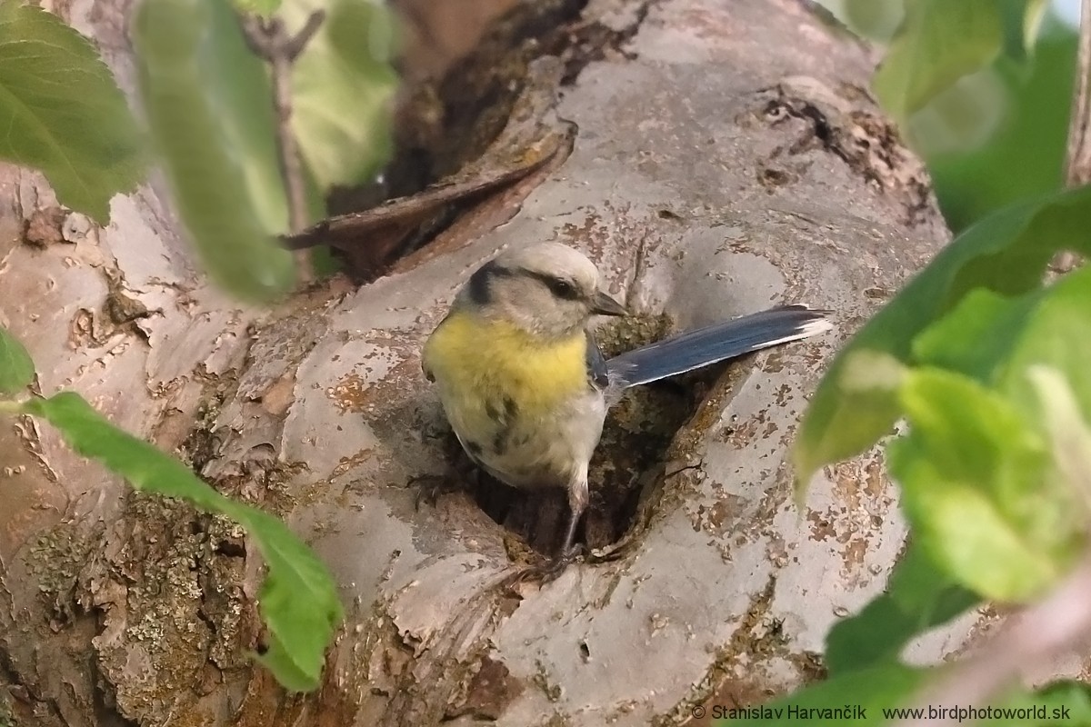 Azure Tit (Yellow-breasted) - ML621037782