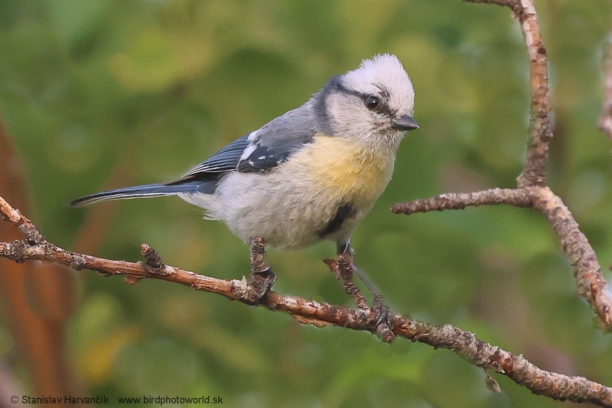 Azure Tit (Yellow-breasted) - ML621037783