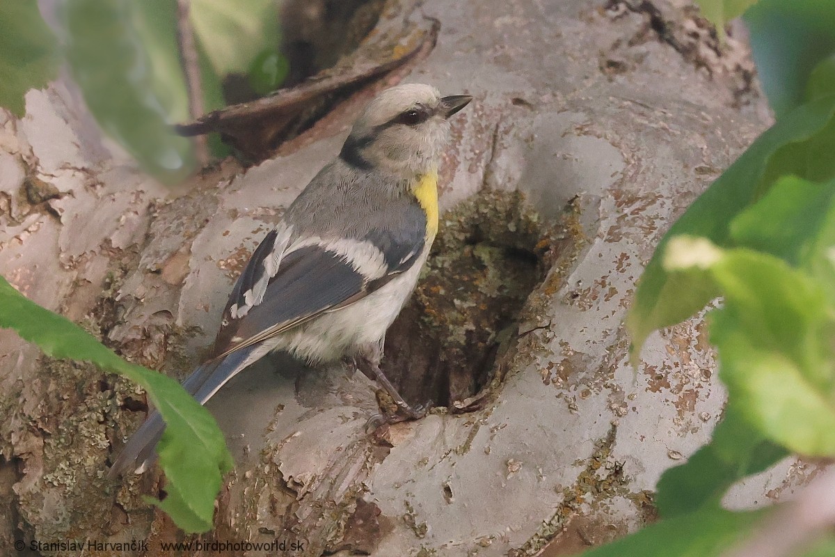 Azure Tit (Yellow-breasted) - ML621037784