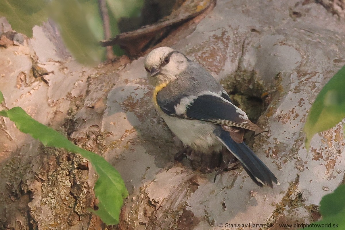 Azure Tit (Yellow-breasted) - ML621037785