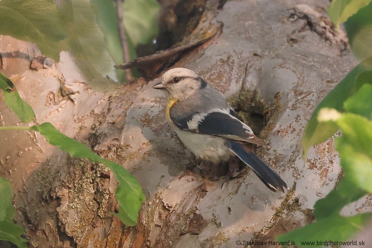 Azure Tit (Yellow-breasted) - ML621037786
