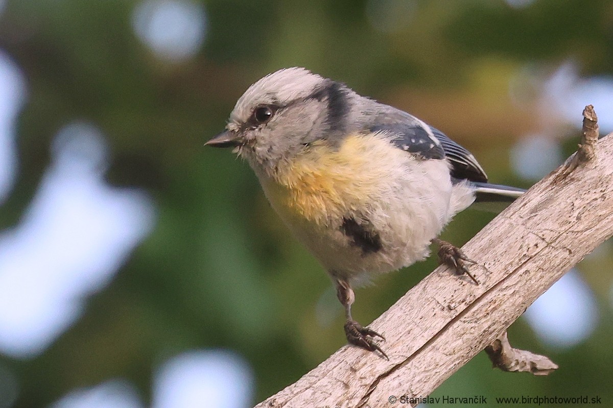 Azure Tit (Yellow-breasted) - ML621037787