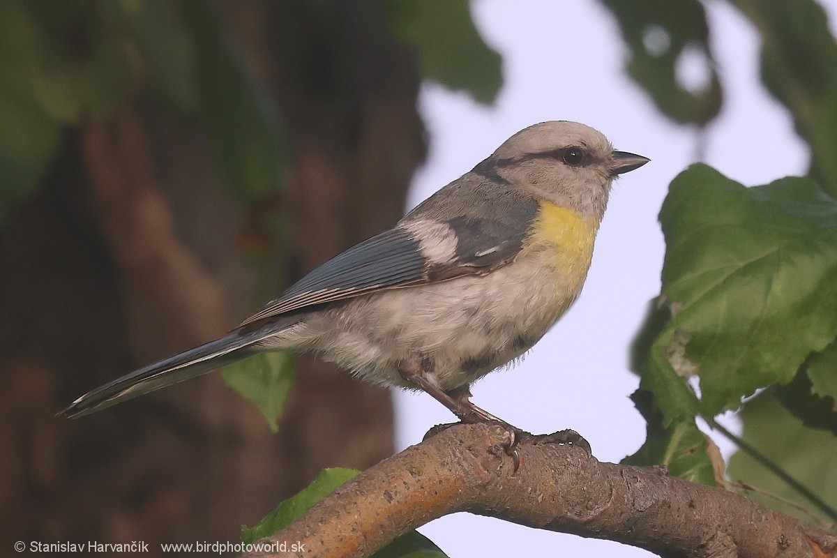 Azure Tit (Yellow-breasted) - ML621037788