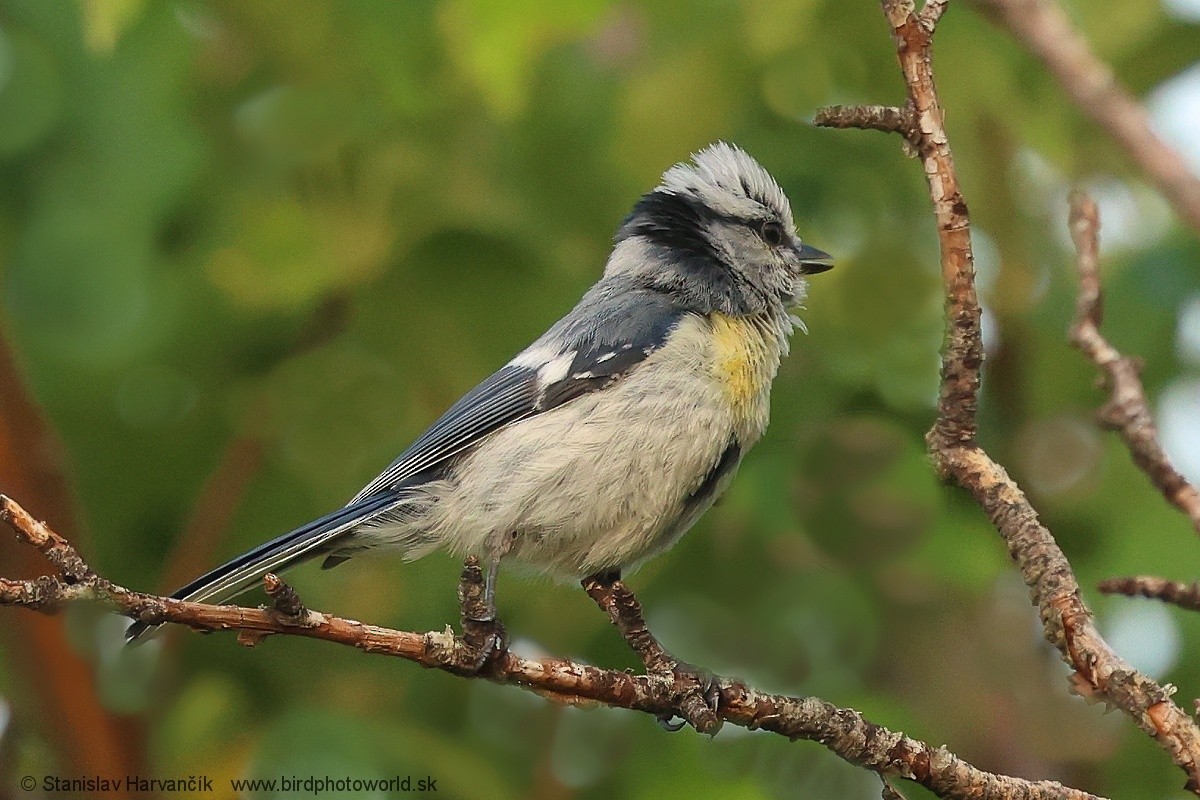 Azure Tit (Yellow-breasted) - ML621037789