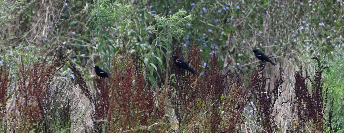 Red-winged Blackbird - ML621037805