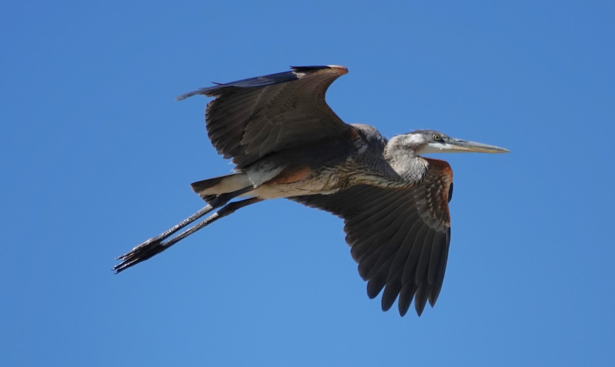 Great Blue Heron - ML621037833