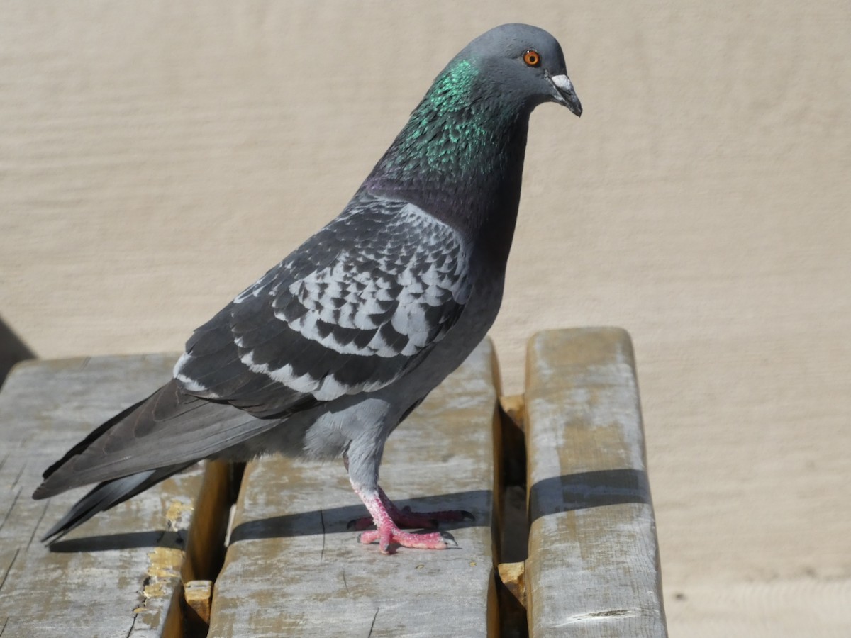 Rock Pigeon (Feral Pigeon) - ML621037857