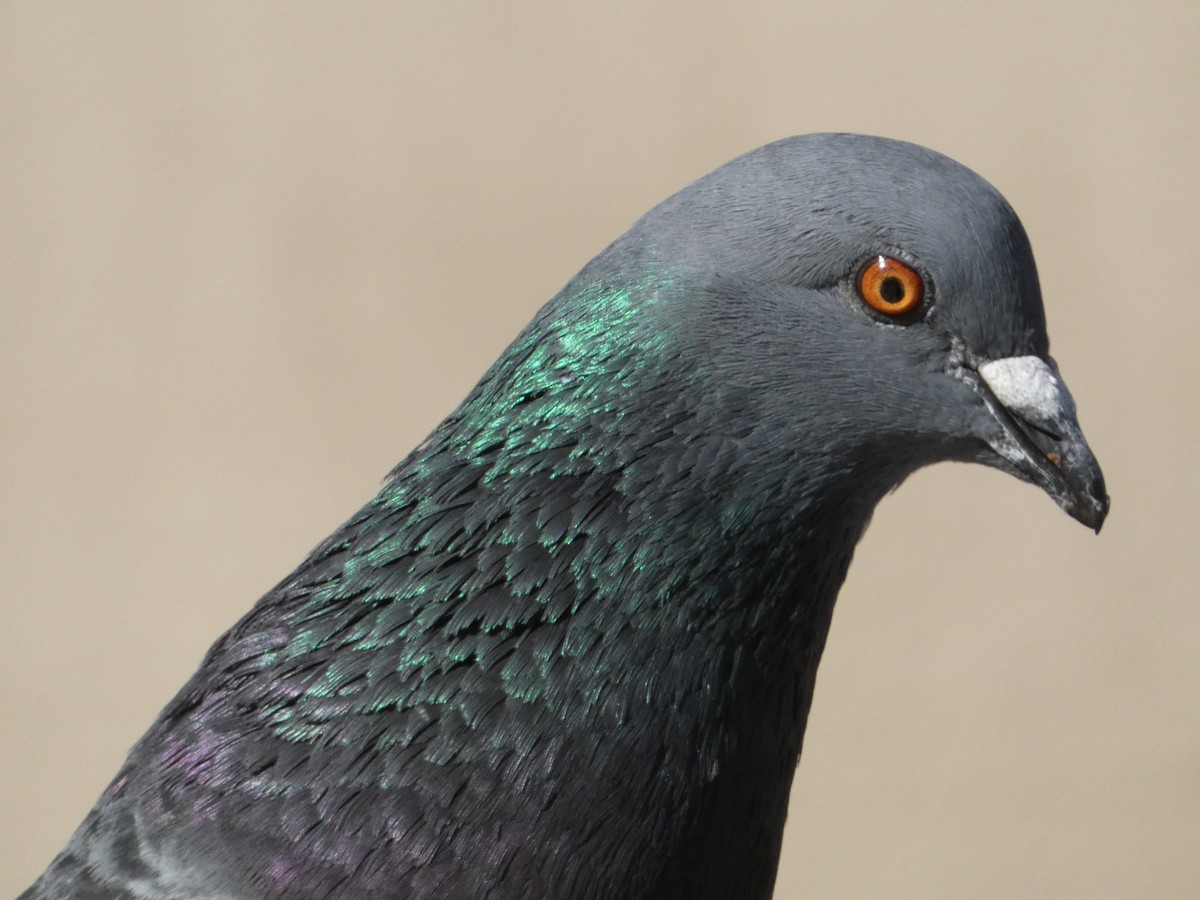 Rock Pigeon (Feral Pigeon) - ML621037859
