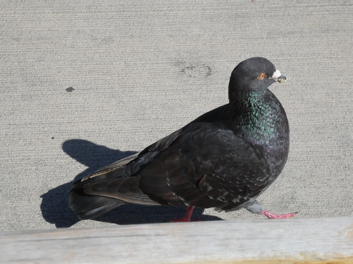 Rock Pigeon (Feral Pigeon) - ML621037860