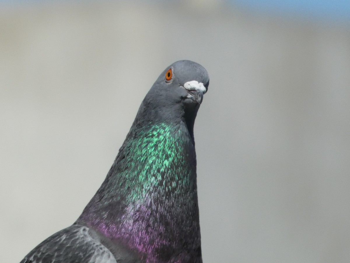 Rock Pigeon (Feral Pigeon) - ML621037861