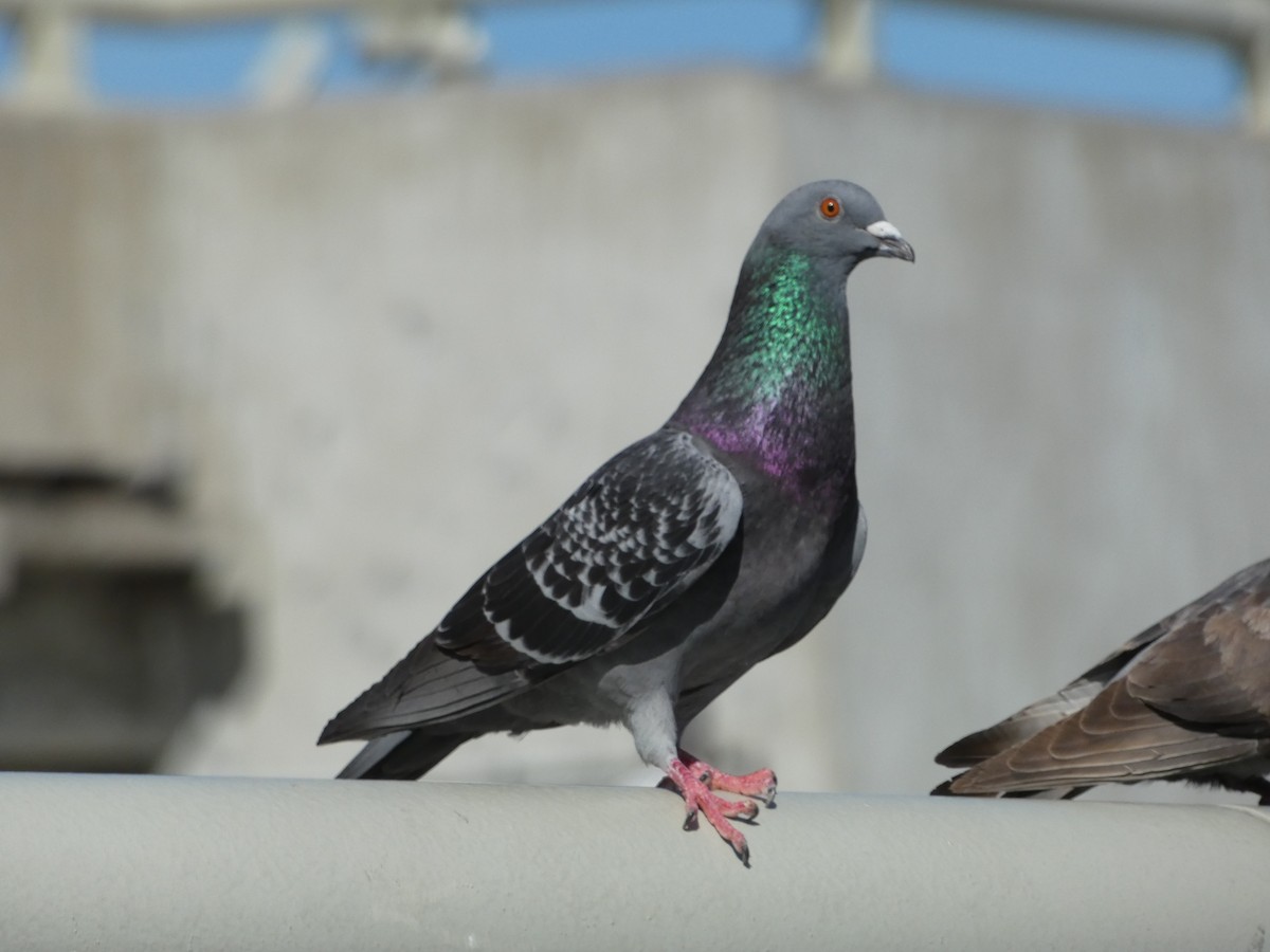 Rock Pigeon (Feral Pigeon) - ML621037862