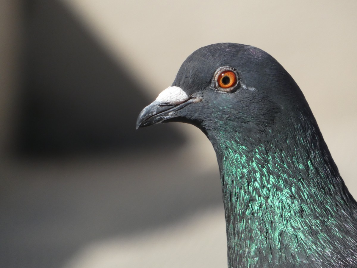 Rock Pigeon (Feral Pigeon) - ML621037871