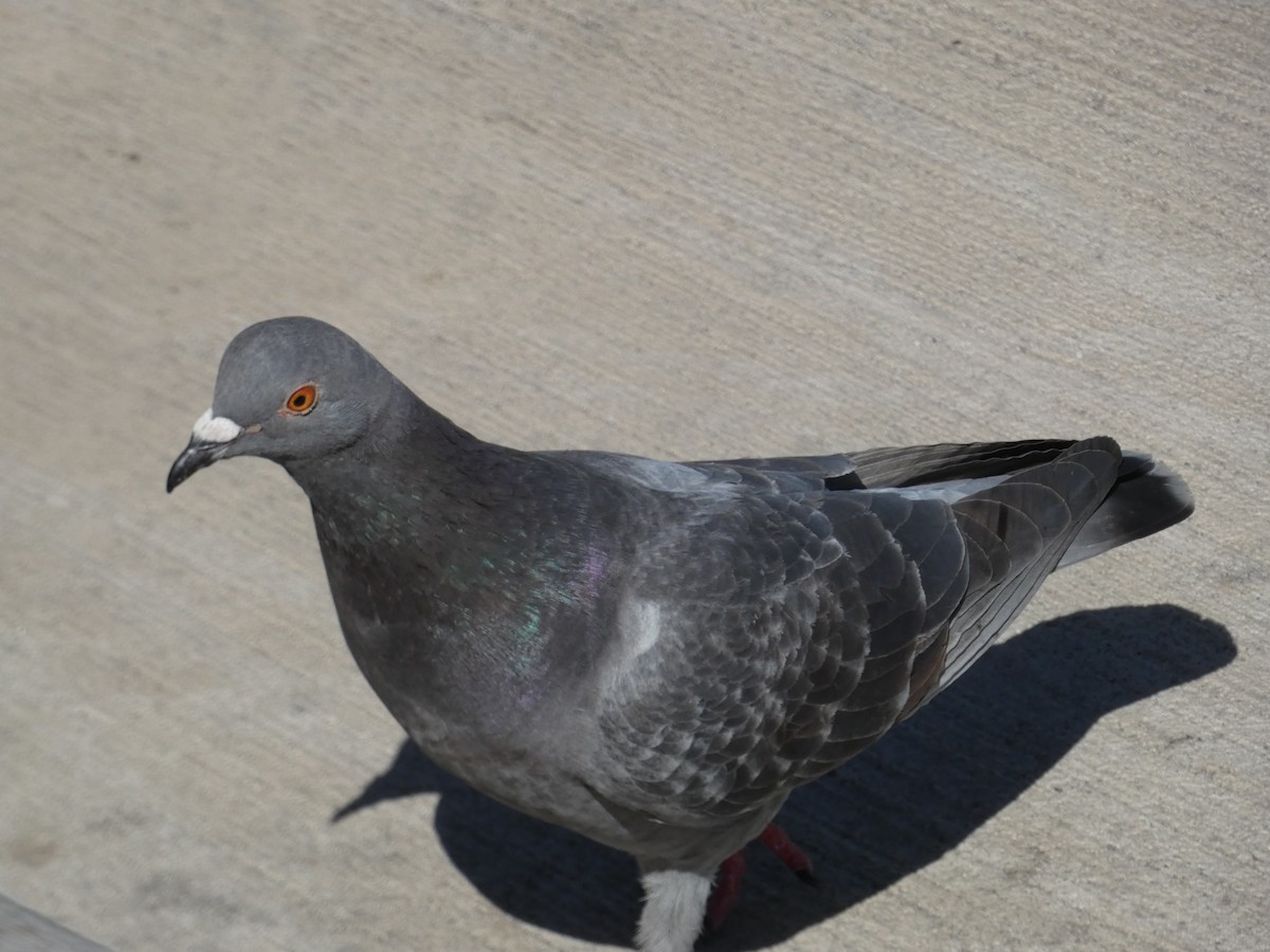Rock Pigeon (Feral Pigeon) - ML621037872