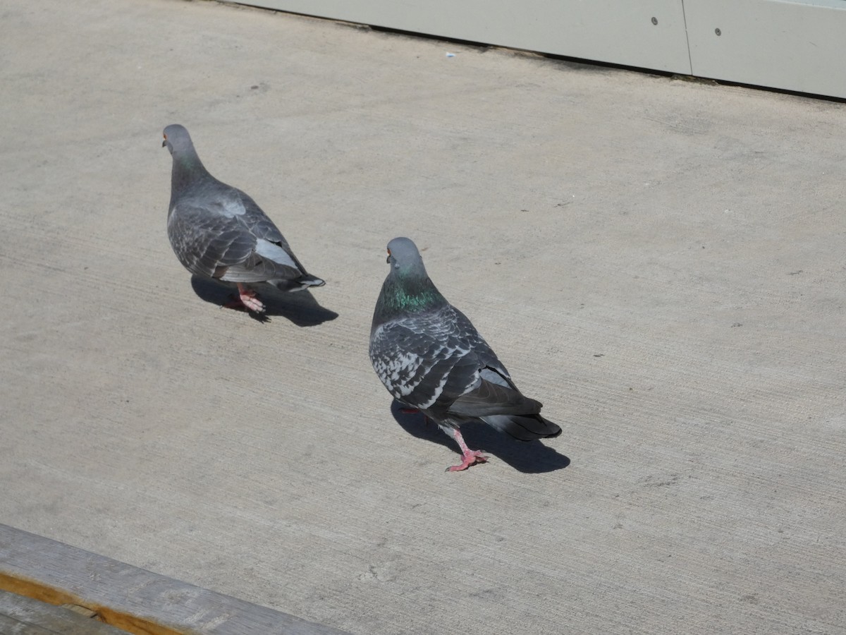 Rock Pigeon (Feral Pigeon) - ML621037873