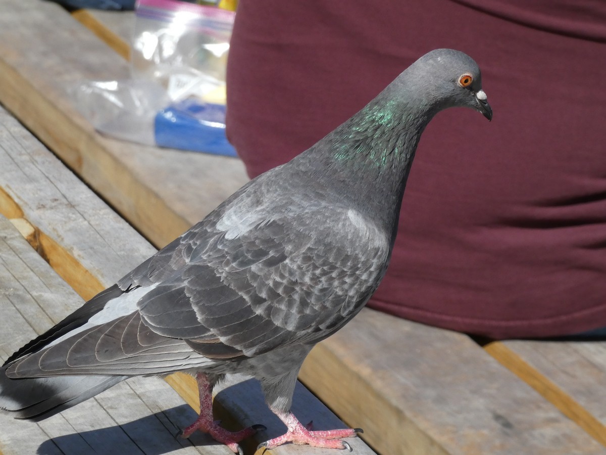 Rock Pigeon (Feral Pigeon) - ML621037874