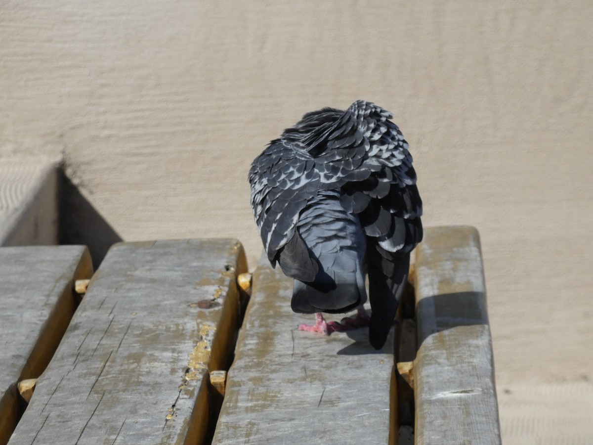 Rock Pigeon (Feral Pigeon) - ML621037875