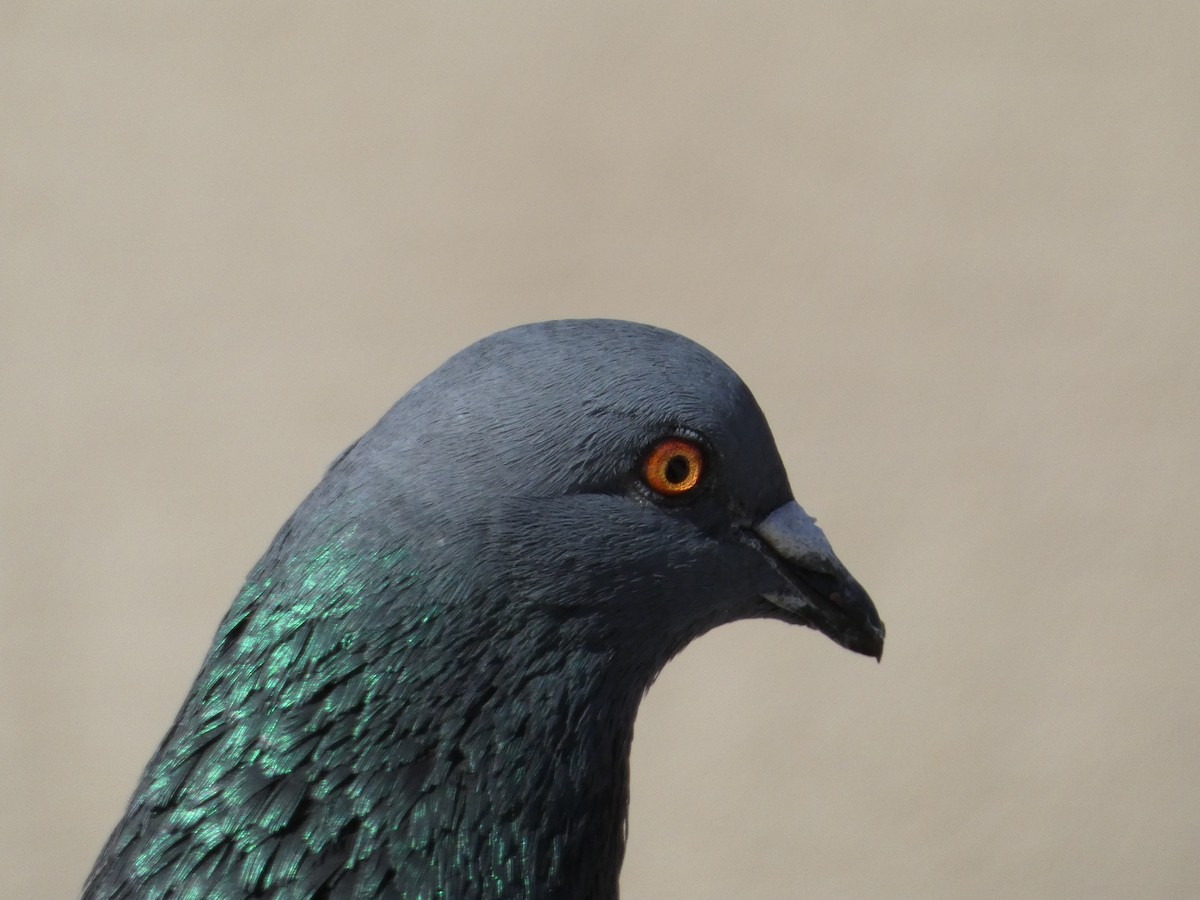 Rock Pigeon (Feral Pigeon) - ML621037876