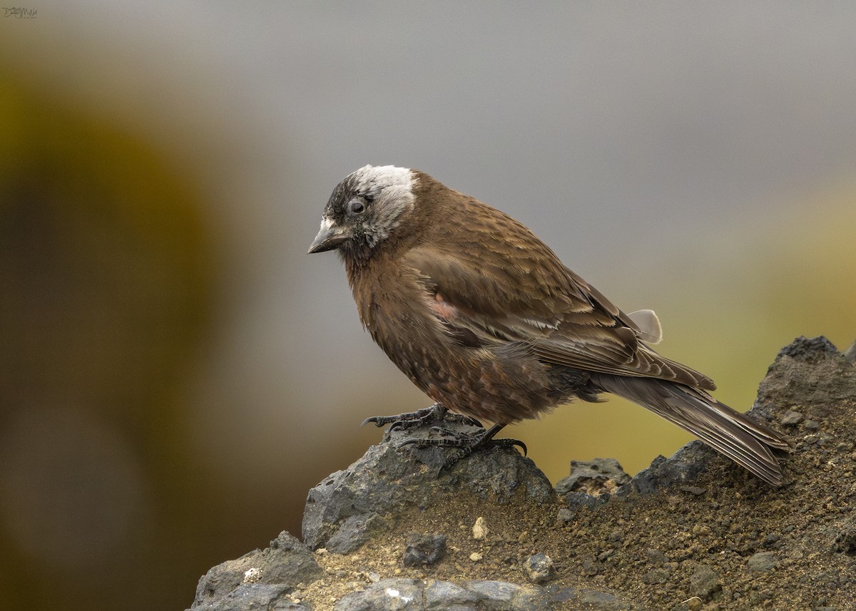 Gray-crowned Rosy-Finch (Pribilof Is.) - ML621037903