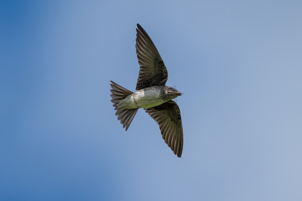 Purple Martin - Joe Mahaffey