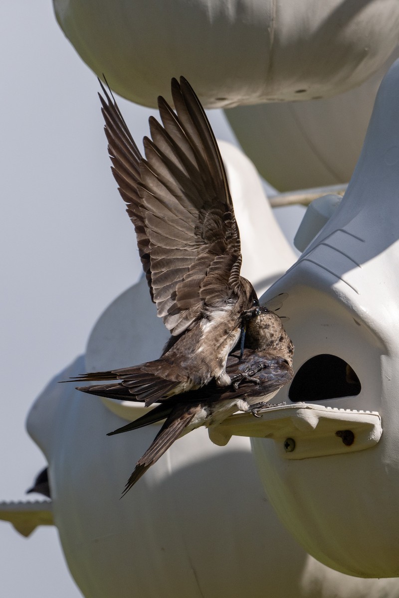 Purple Martin - Joe Mahaffey