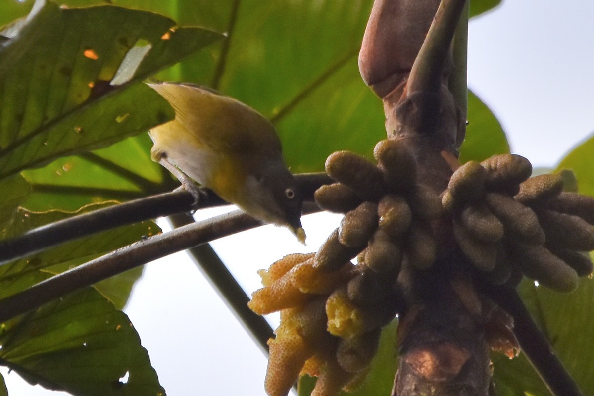 Common Chlorospingus (Northern Andes) - ML621037935