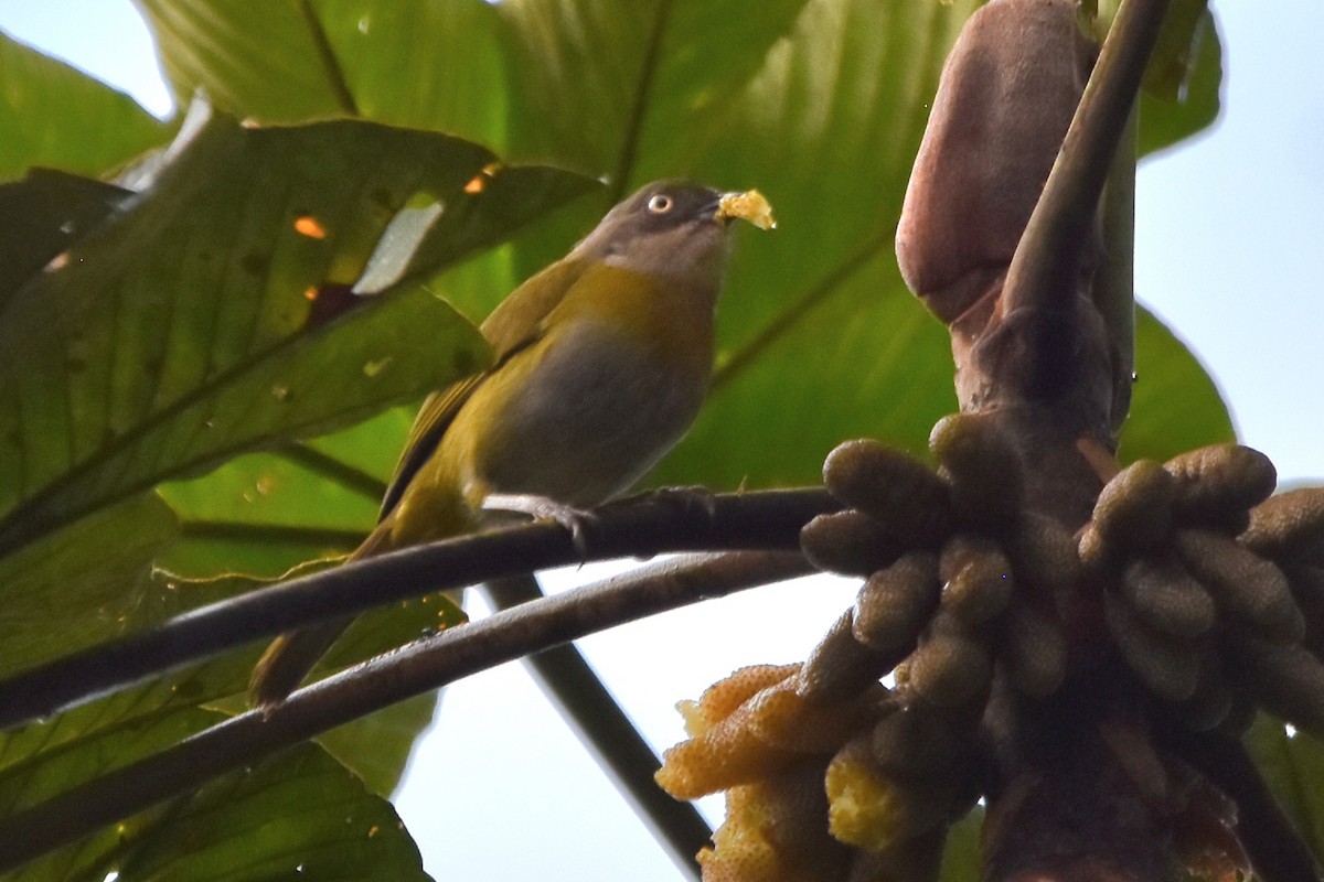 Common Chlorospingus (Northern Andes) - ML621037937