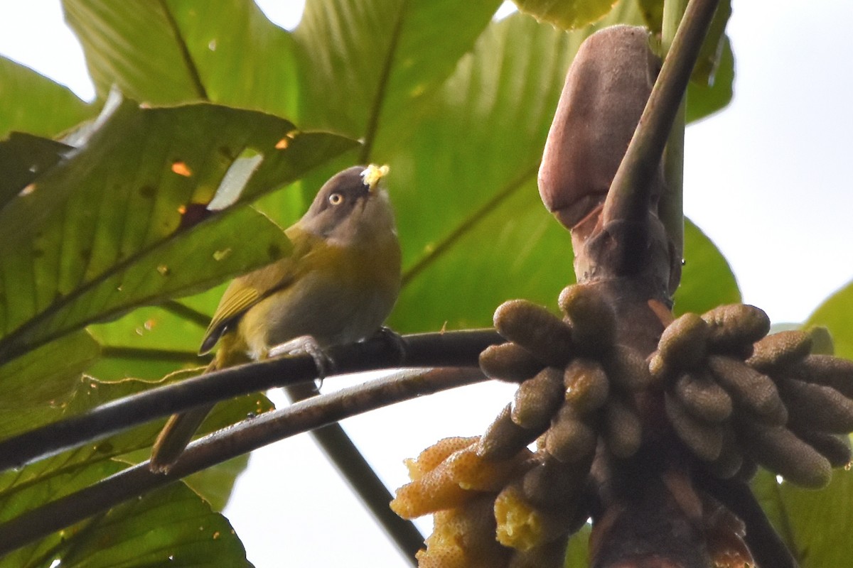 Common Chlorospingus (Northern Andes) - ML621037938