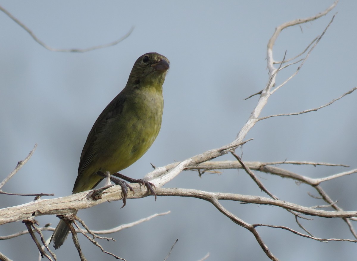 Painted Bunting - ML621038007