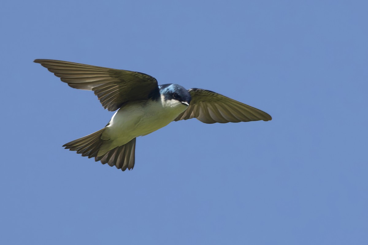 Tree Swallow - ML621038012