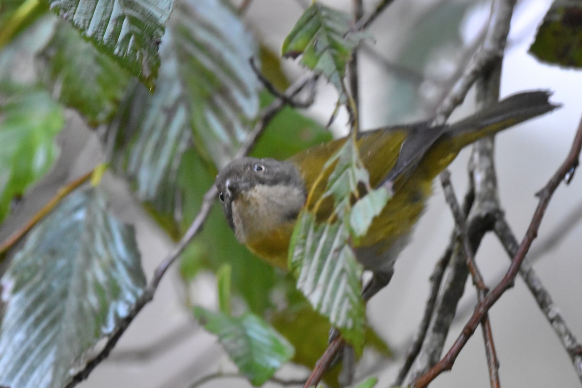 Common Chlorospingus (Northern Andes) - ML621038018