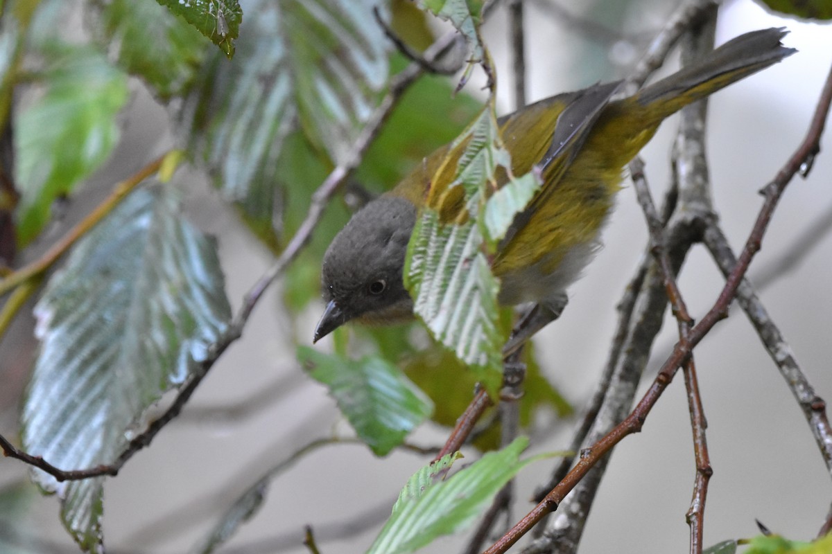 Common Chlorospingus (Northern Andes) - ML621038019