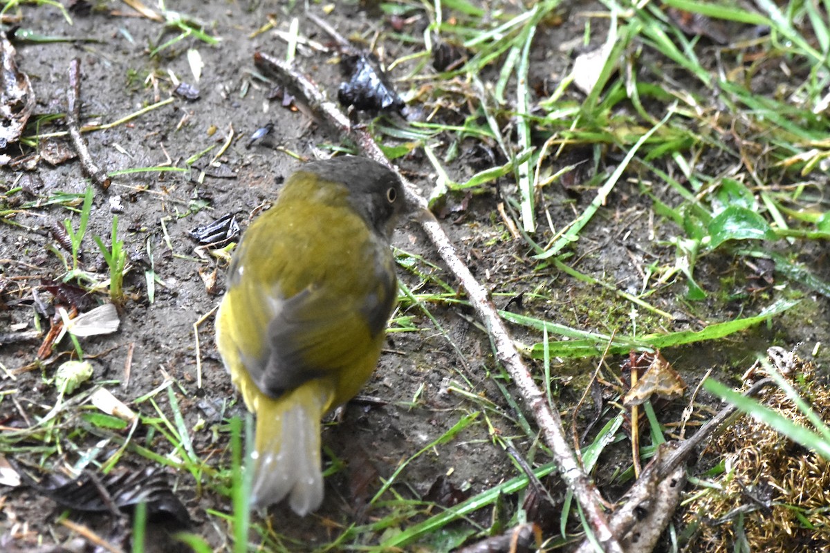 Common Chlorospingus (Northern Andes) - ML621038020