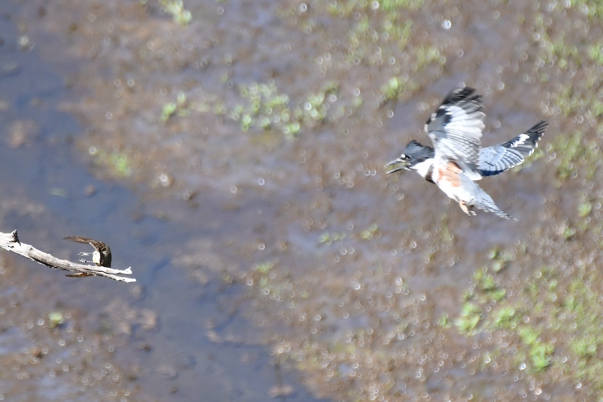 Belted Kingfisher - ML621038082