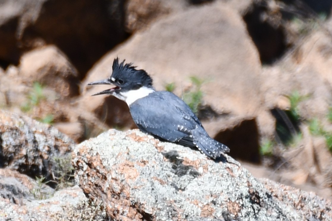 Belted Kingfisher - ML621038083