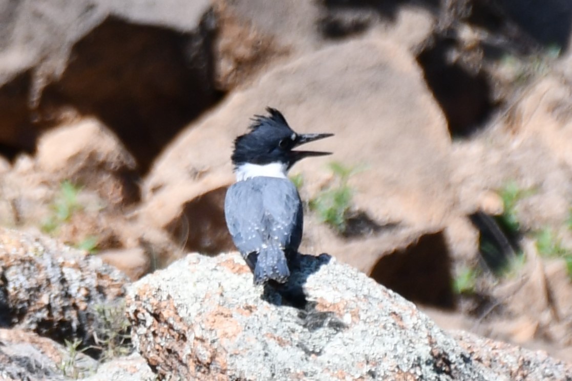 Belted Kingfisher - ML621038084