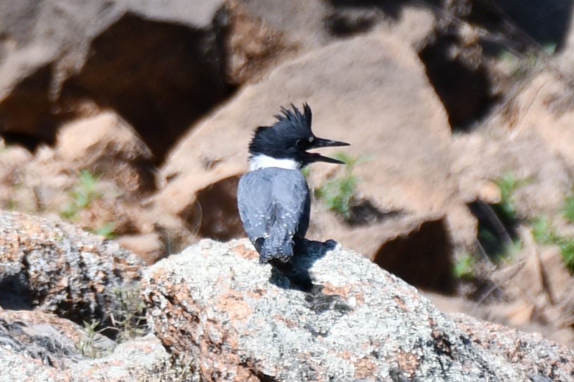 Belted Kingfisher - ML621038085