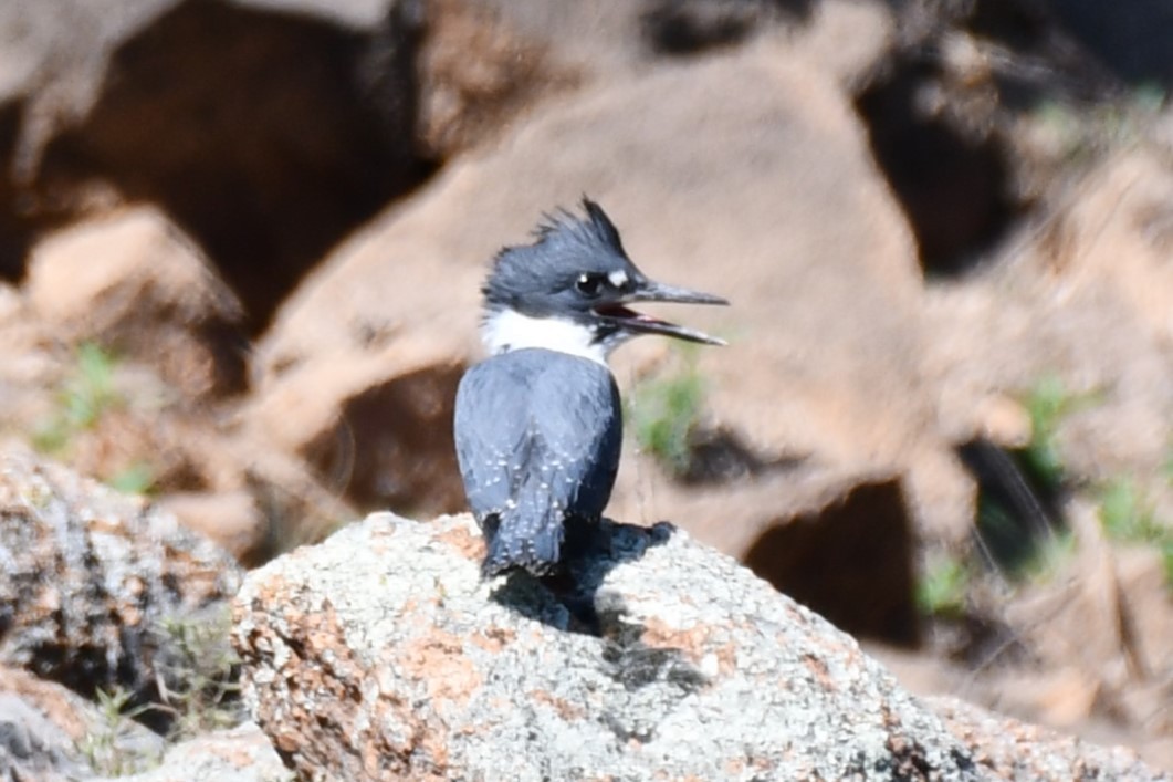 Belted Kingfisher - ML621038086