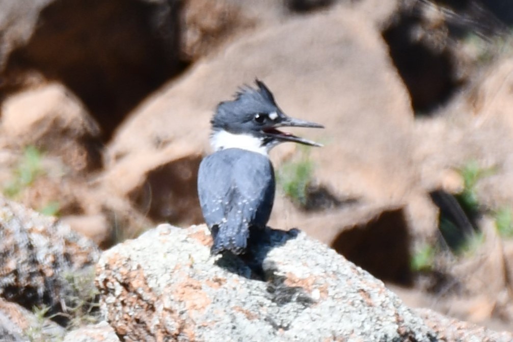 Belted Kingfisher - ML621038087