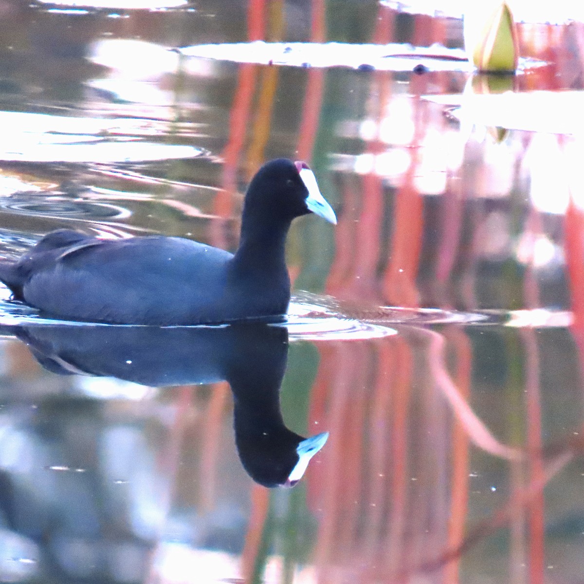 Red-knobbed Coot - G L