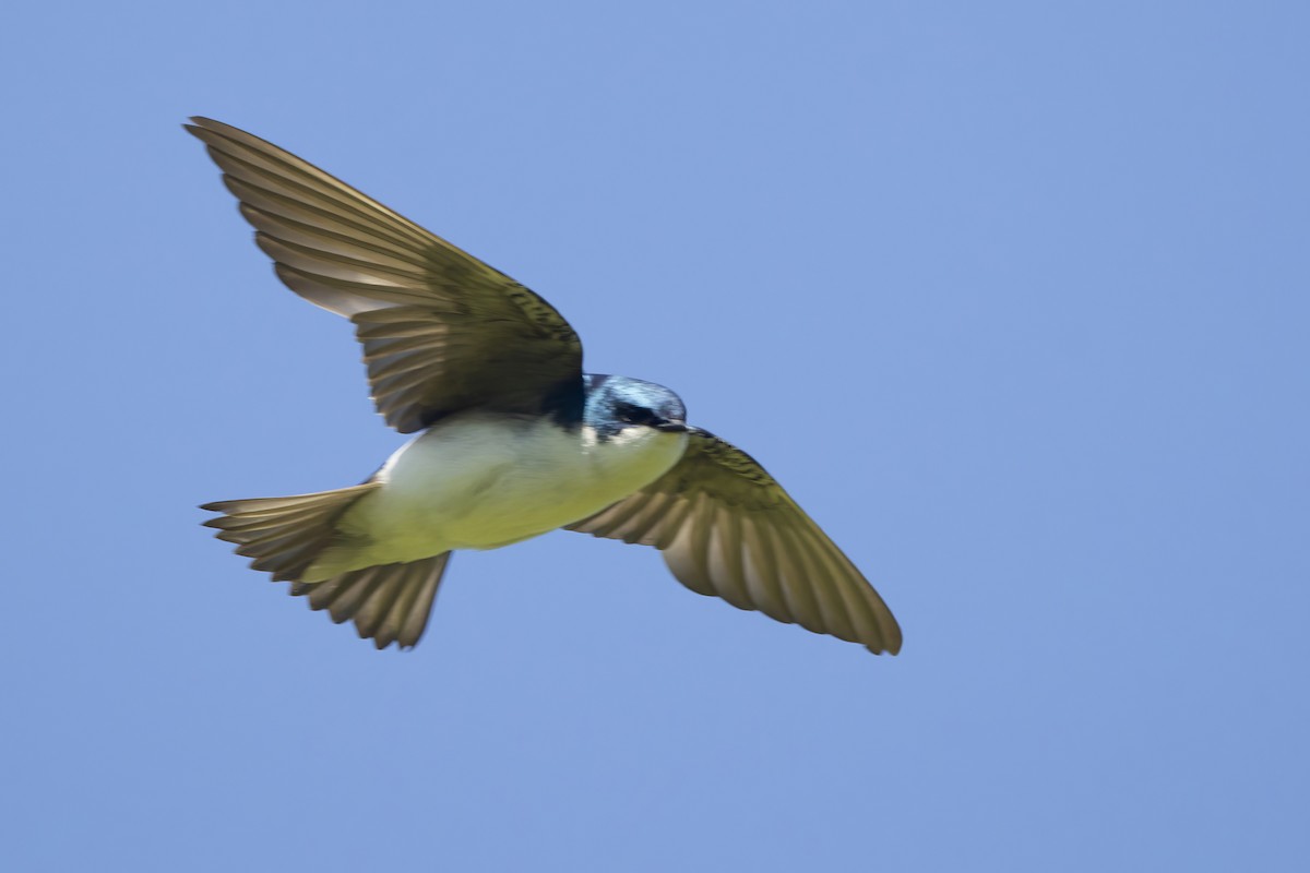 Golondrina Bicolor - ML621038094